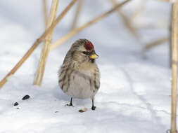 Image of Common Redpoll