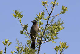 Image of White-eyed Bulbul