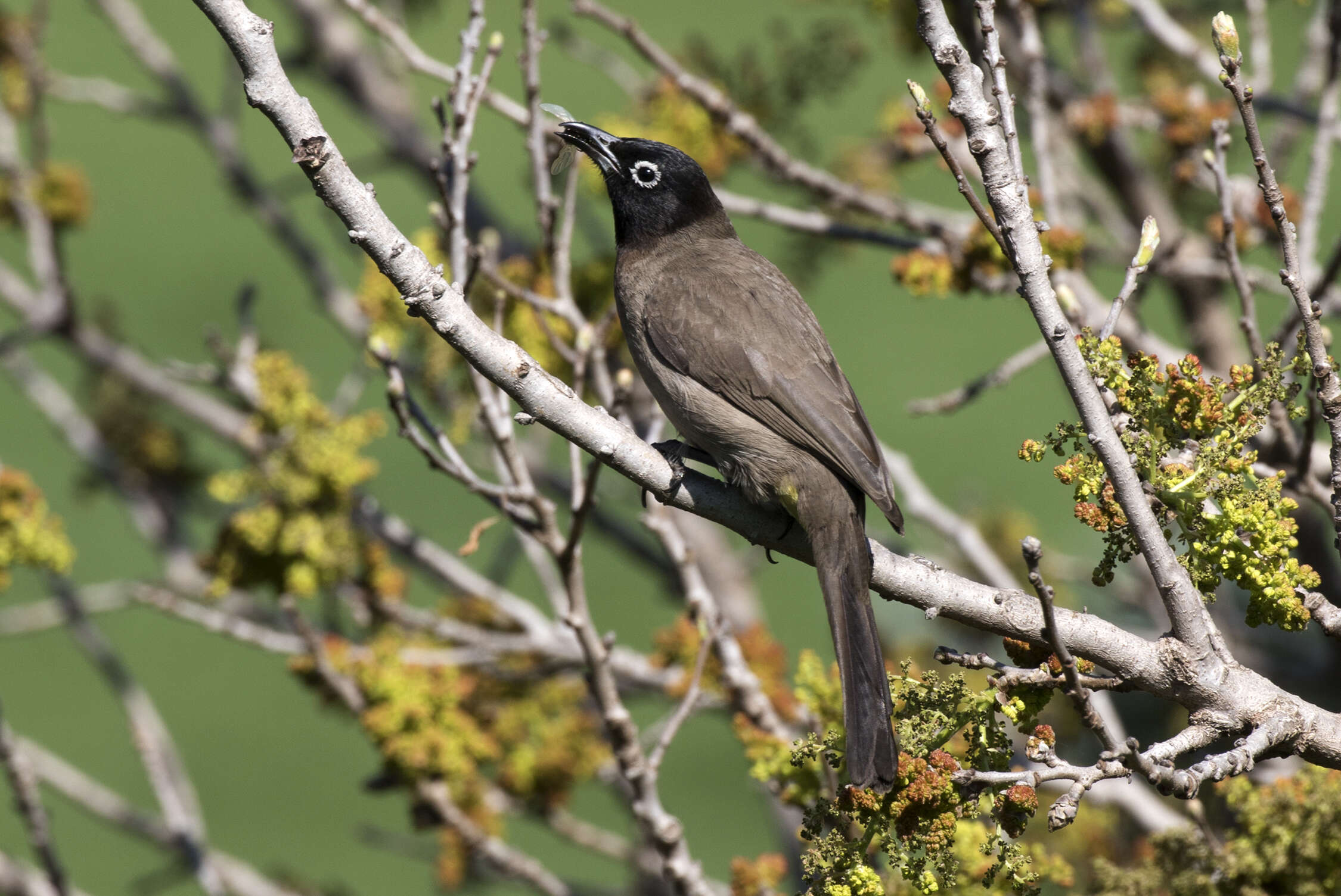 Image of White-eyed Bulbul