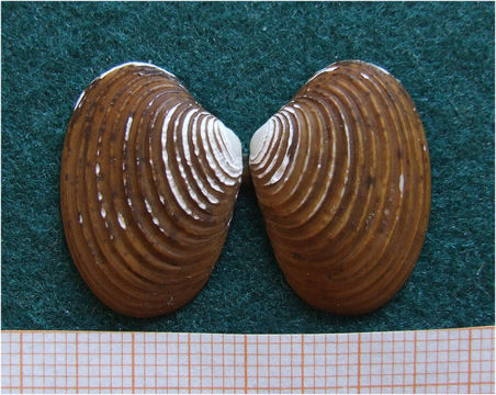 Image of <i>Astarte elliptica</i> (Brown 1827)
