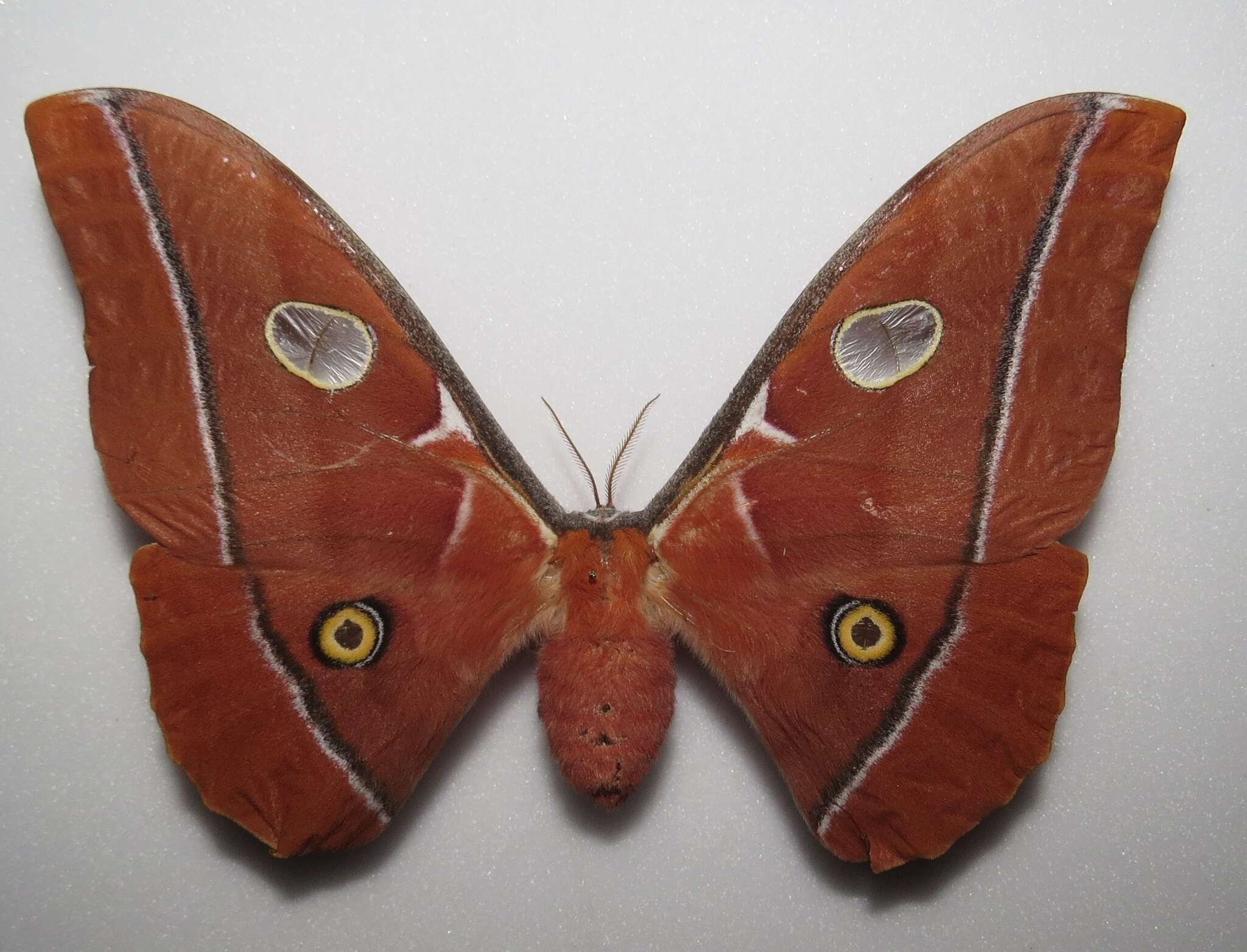 Image of Antheraea godmani (Druce 1892)