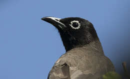 Image of White-eyed Bulbul