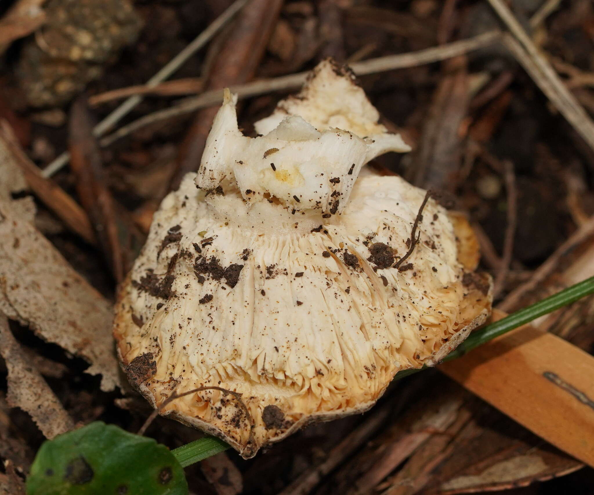 Image of Russula iterika Grgur. 1997