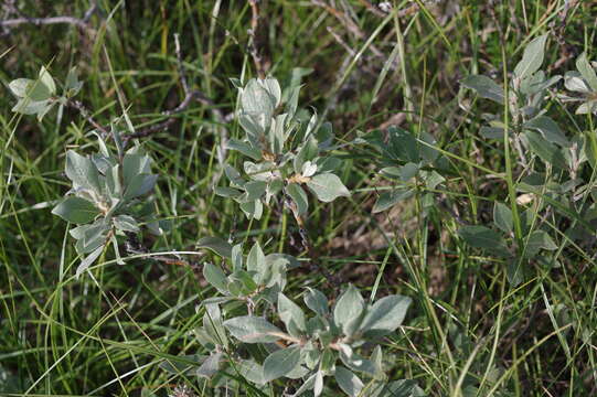 Image de Salix lanata L.