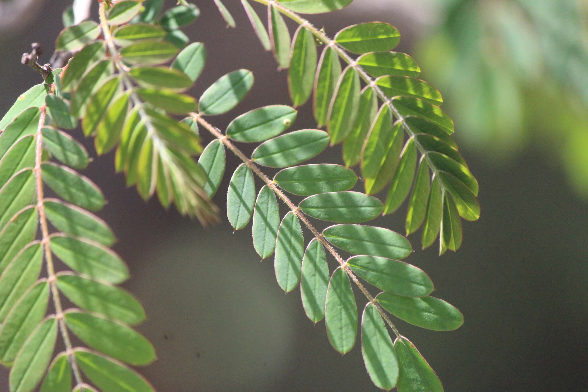 Image of Senna polyantha (Collad.) H. S. Irwin & Barneby