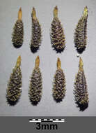 Image of bur chervil
