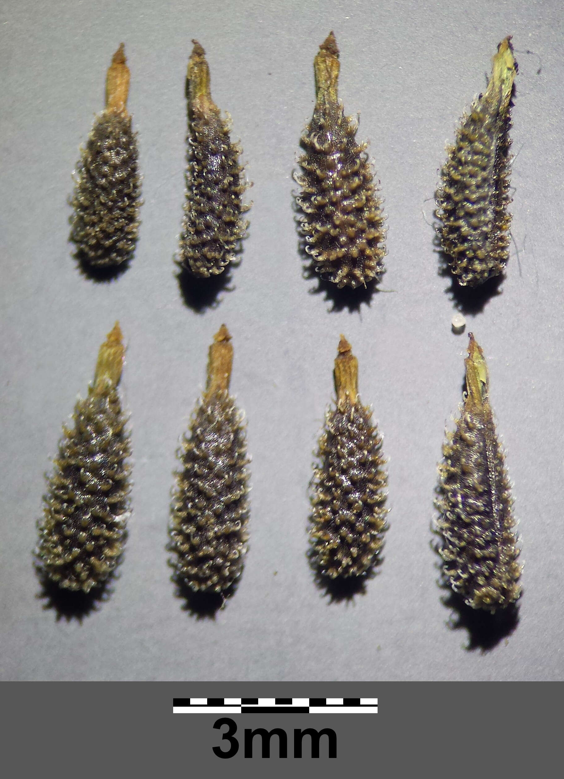 Image of bur chervil