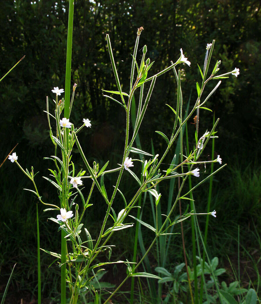 Imagem de Epilobium pseudorubescens A. K. Skvortsov