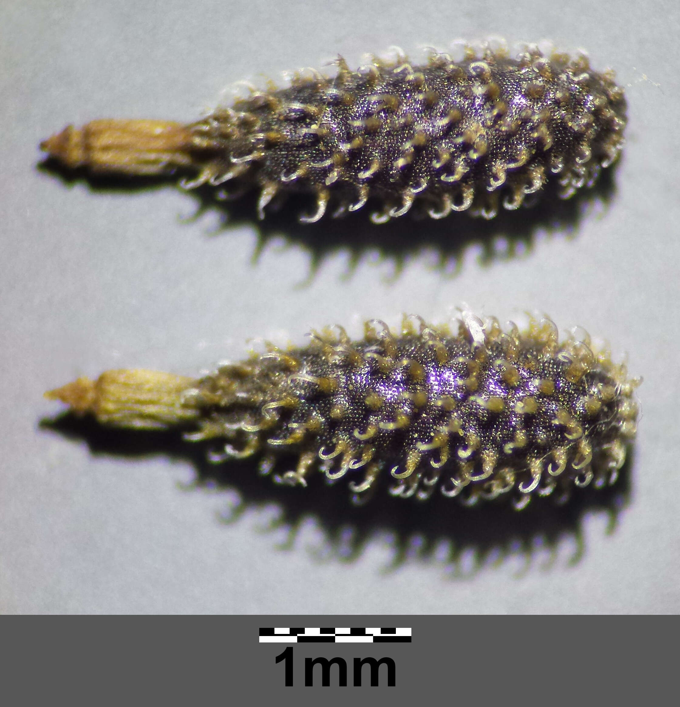 Image of bur chervil