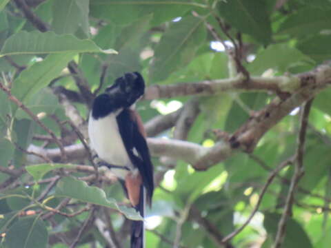 Image of White-bellied Treepie