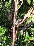 Image of Red-browed Treecreeper