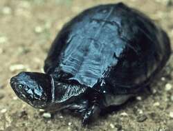 Image of West African mud turtle