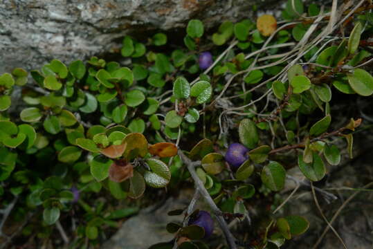 Image of Myrsine nummularia (Hook. fil.) Hook. fil.