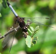 Image of Erythrodiplax justiniana (Selys ex Sagra 1857)