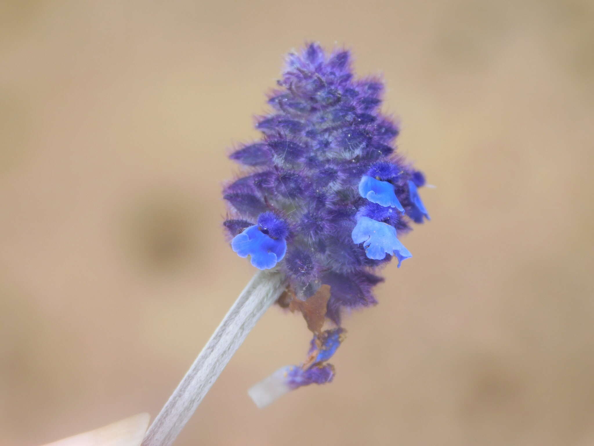 Image de Salvia stachyoides Kunth