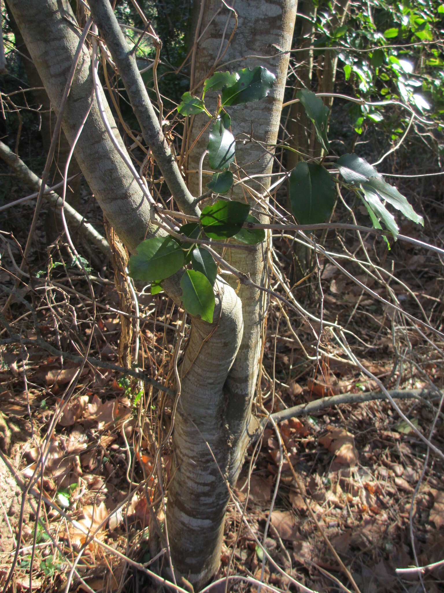 Image of Apodytes dimidiata subsp. dimidiata