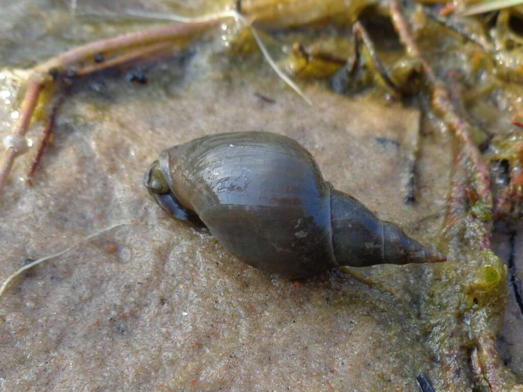 Image of Great Pond Snail