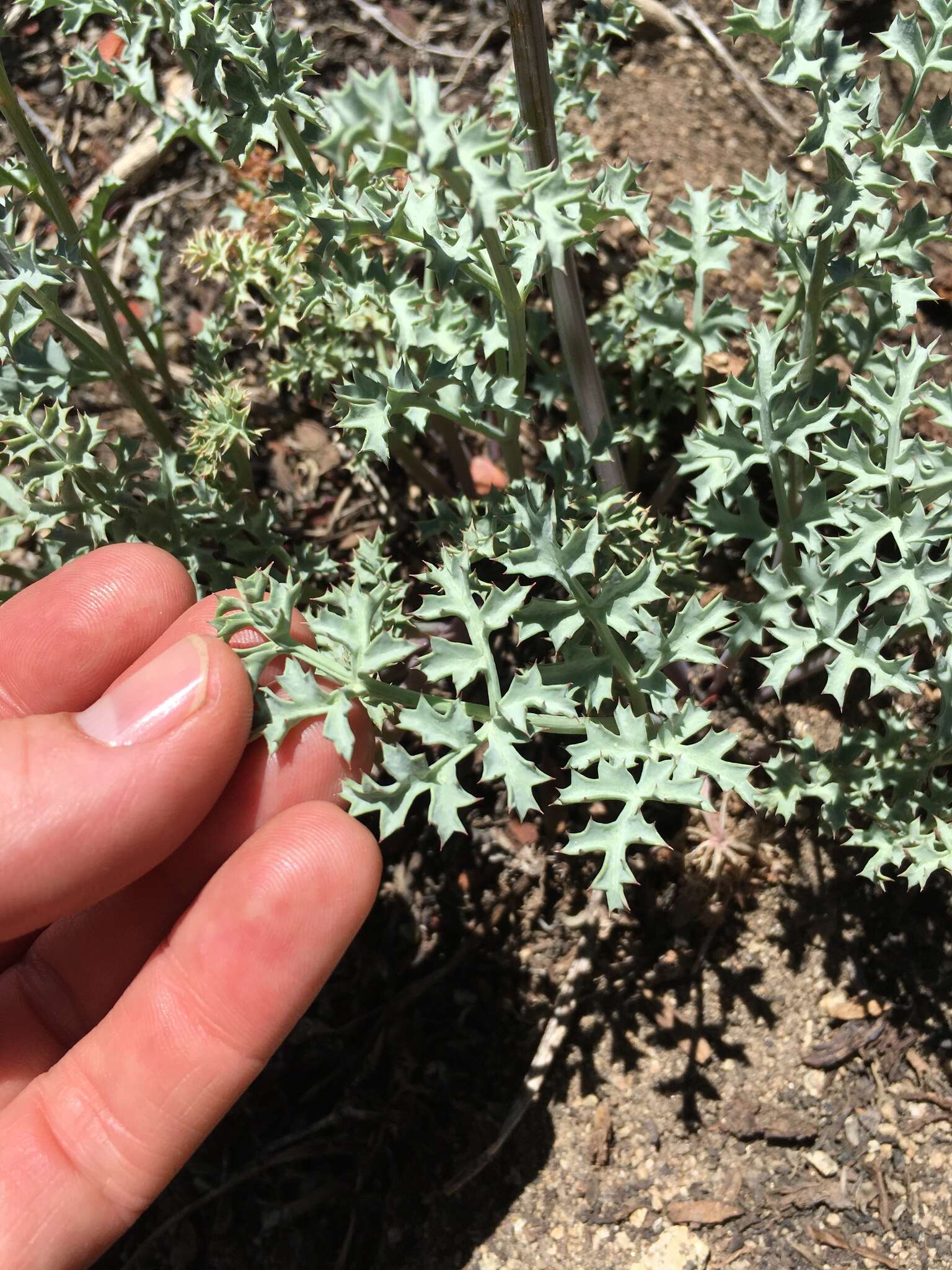 Imagem de Lomatium rigidum (M. E. Jones) Jepson