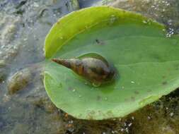 Image of Great Pond Snail