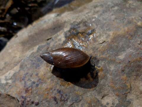 Image of pfeifers amber snail