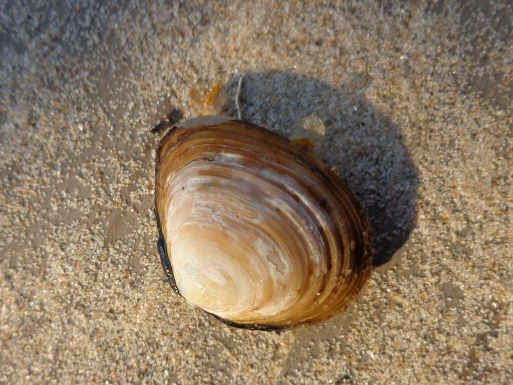 Image of horny orb mussel