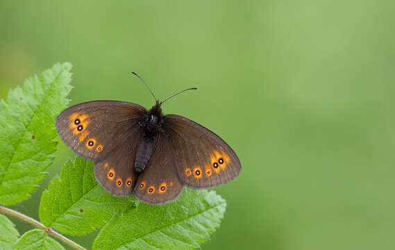 Image of woodland ringlet