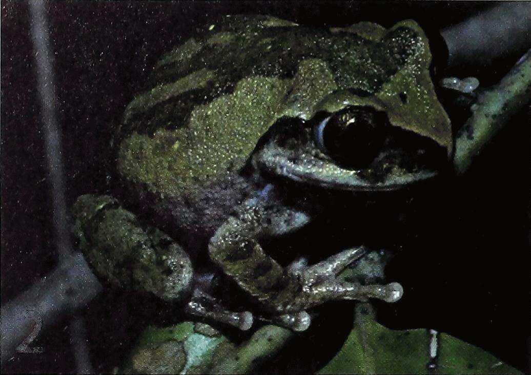 Image of Rusty Forest Treefrog