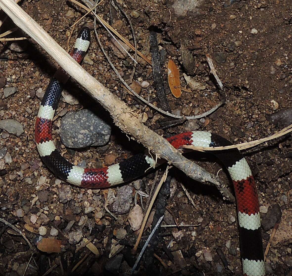 Image of Micruroides K. P. Schmidt 1928