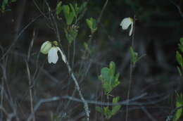 Plancia ëd Asimina reticulata Shuttlew. ex Chapm.