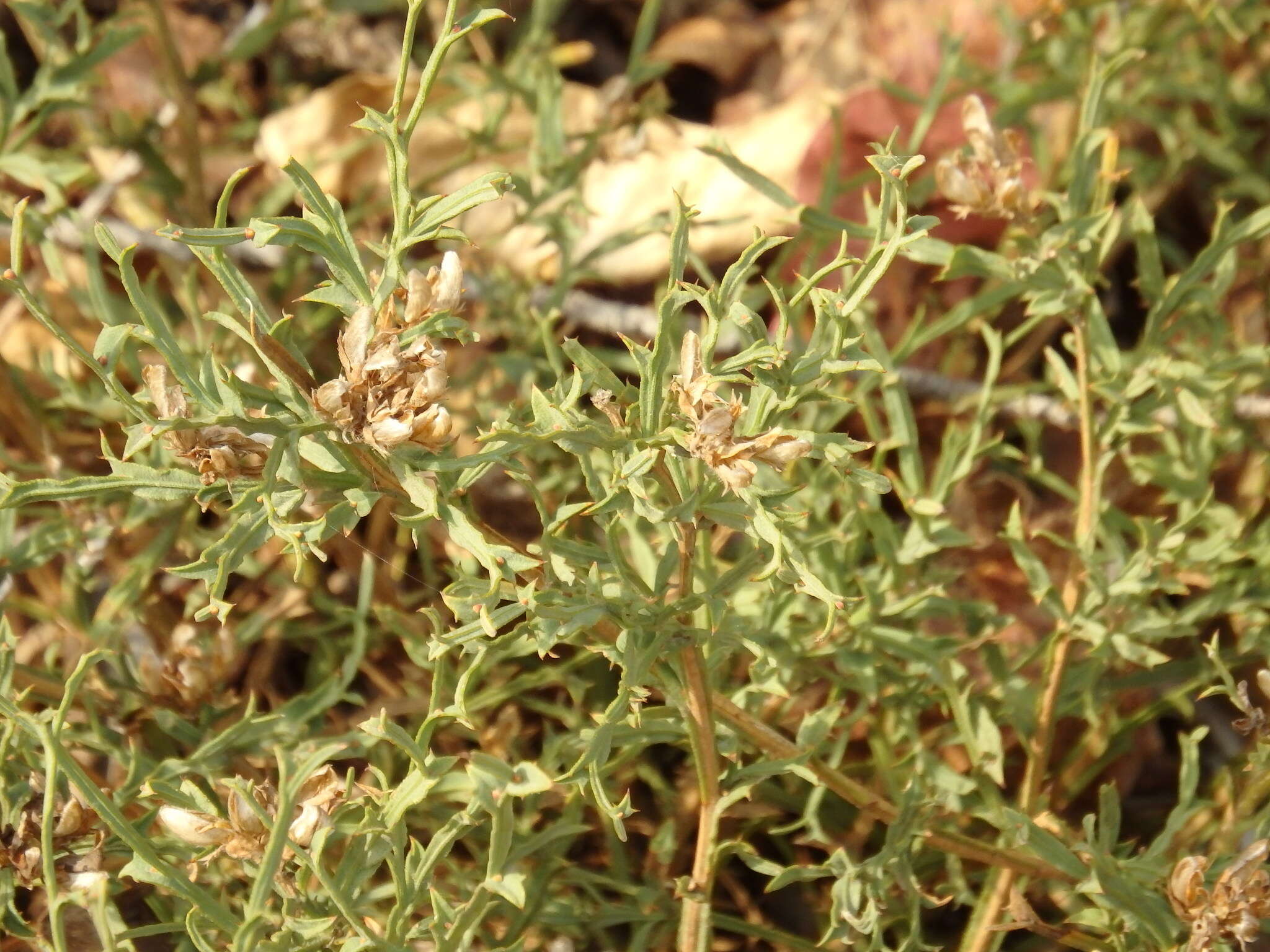 Imagem de Genista tridentata L.