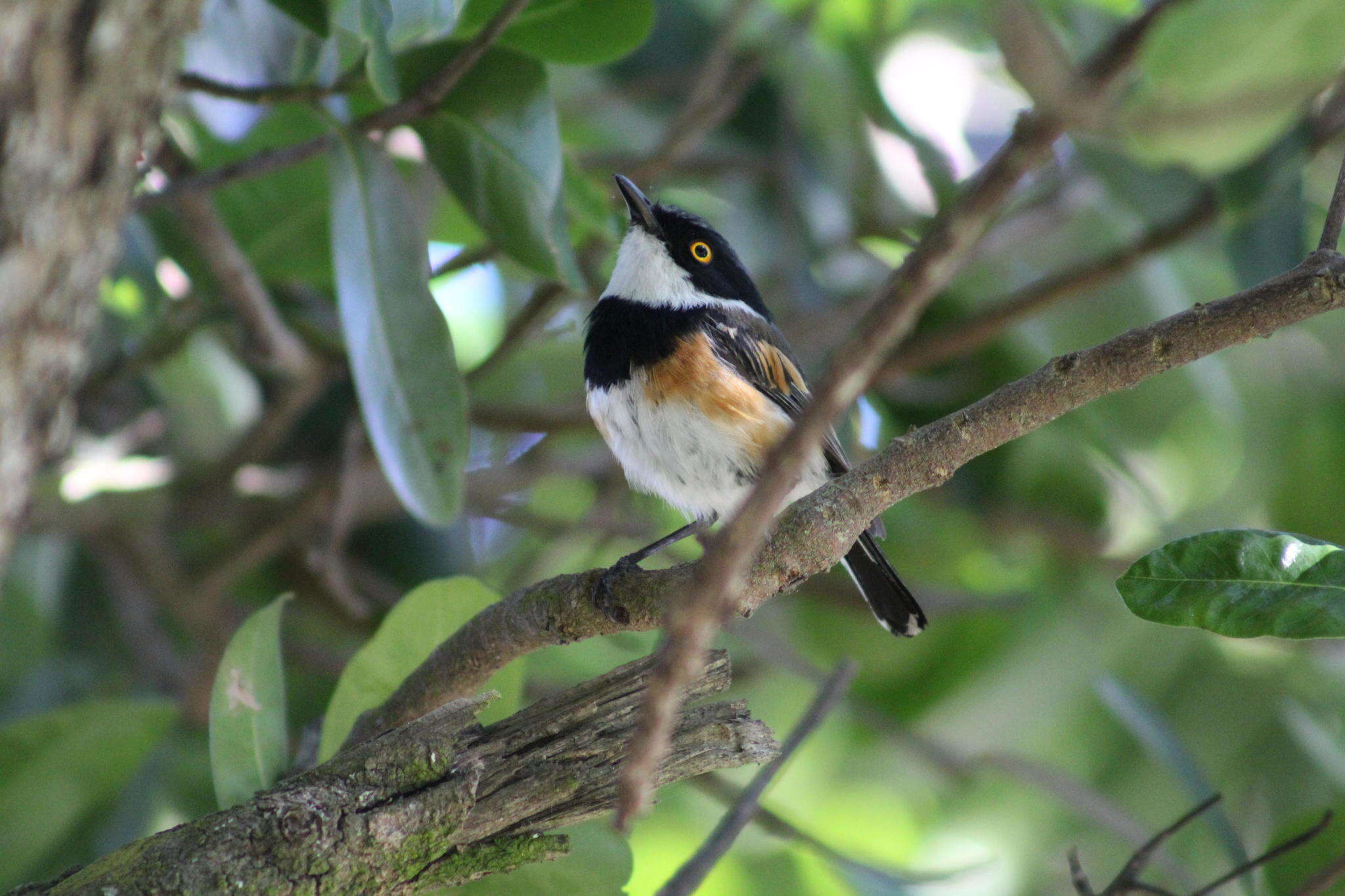 Image of Batis capensis capensis (Linnaeus 1766)