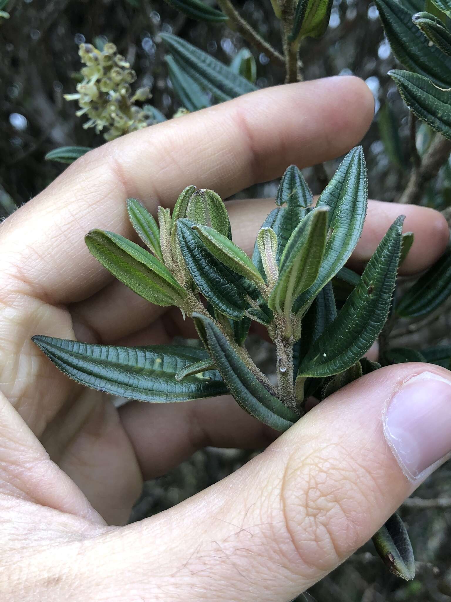 Image of Miconia elaeoides Naud.