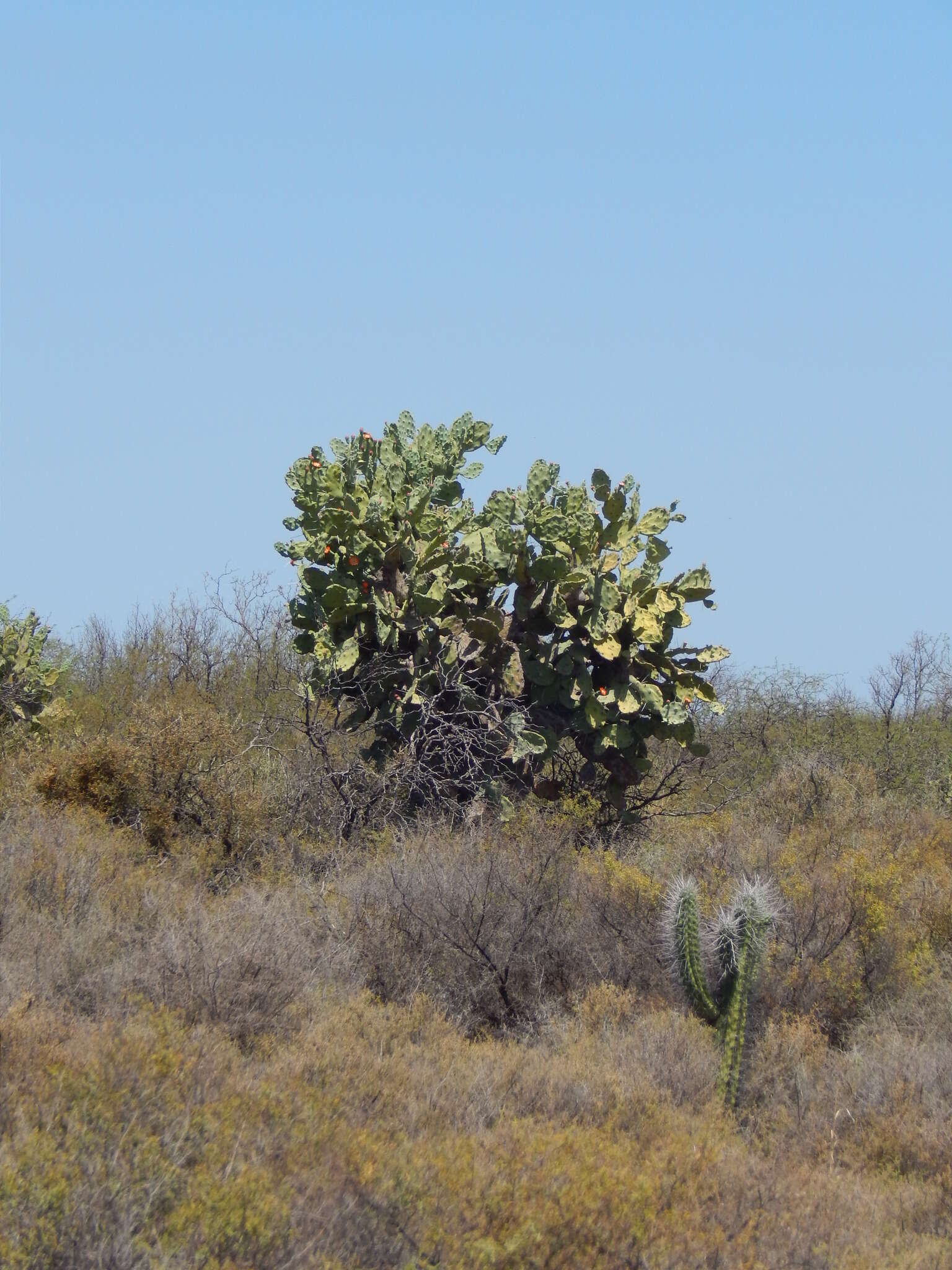 Image of Opuntia quimilo K. Schum.