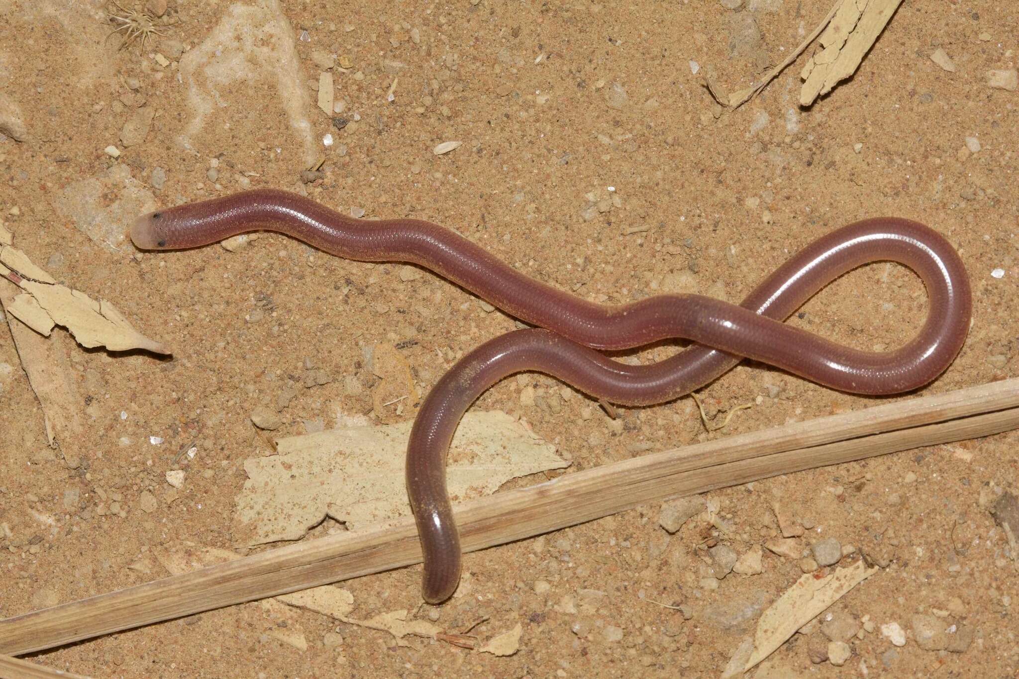 Image of Northern Blind Snake
