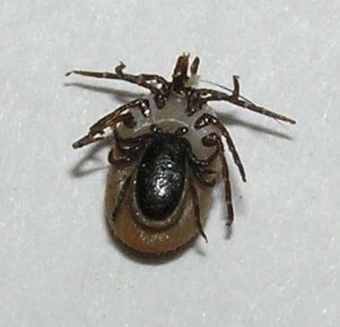 Image of Common sheep tick