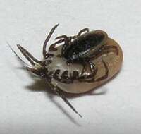 Image de Ixodes ricinus (Linnaeus 1758)