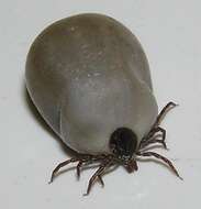 Image of Common sheep tick