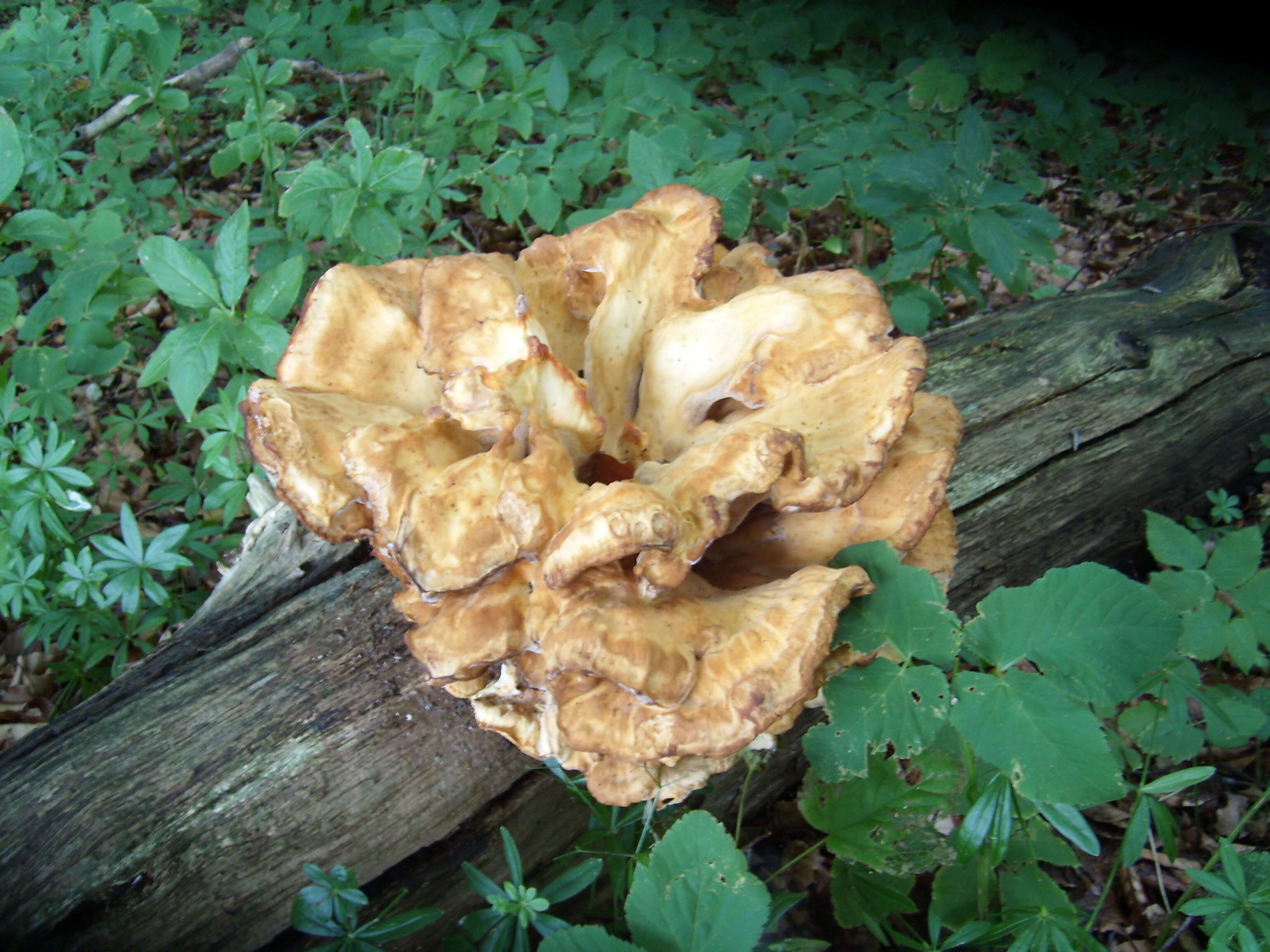 Image de Polypore géant