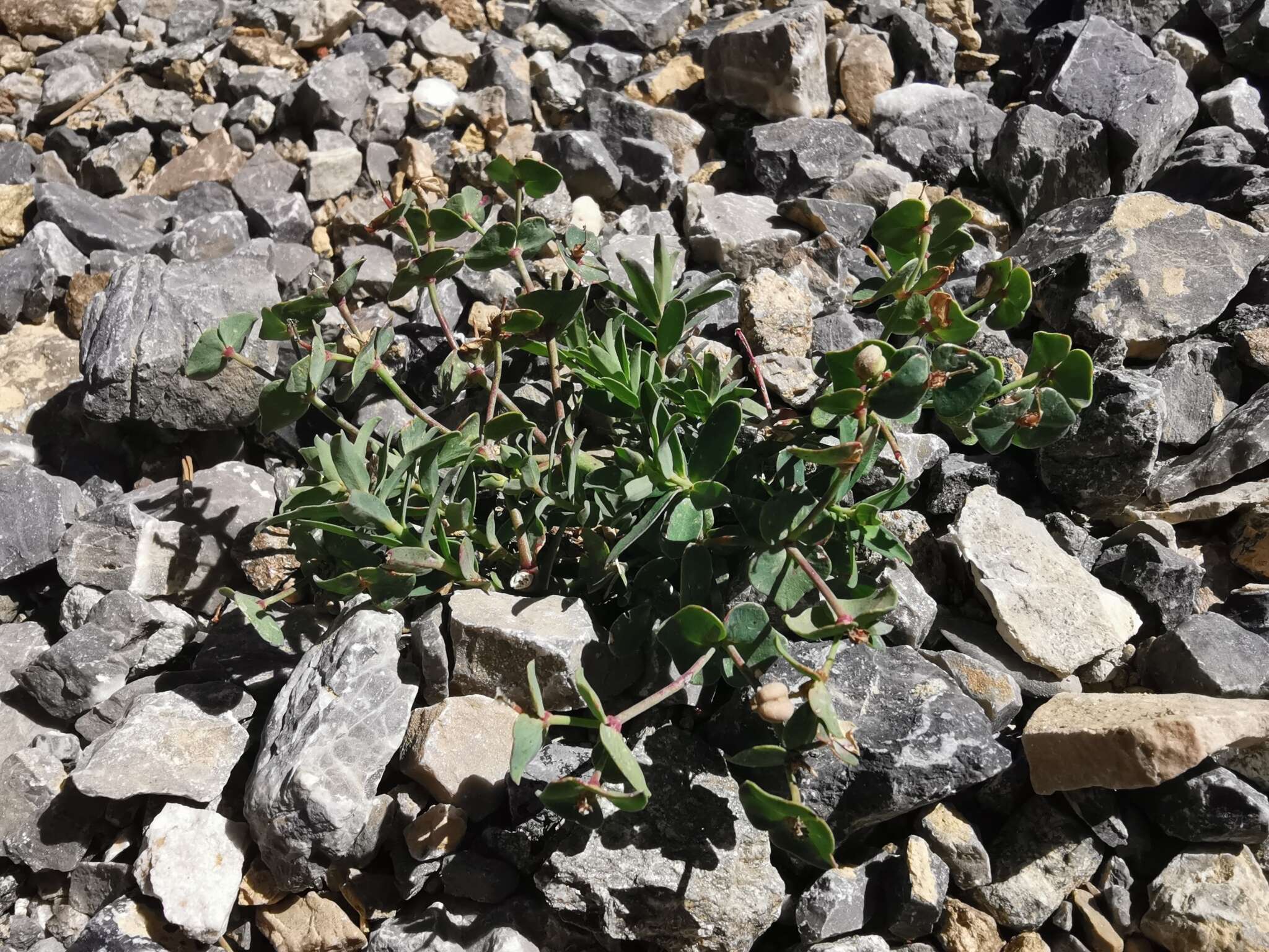 Image of Euphorbia variabilis subsp. valliniana (Belli) Jauzein