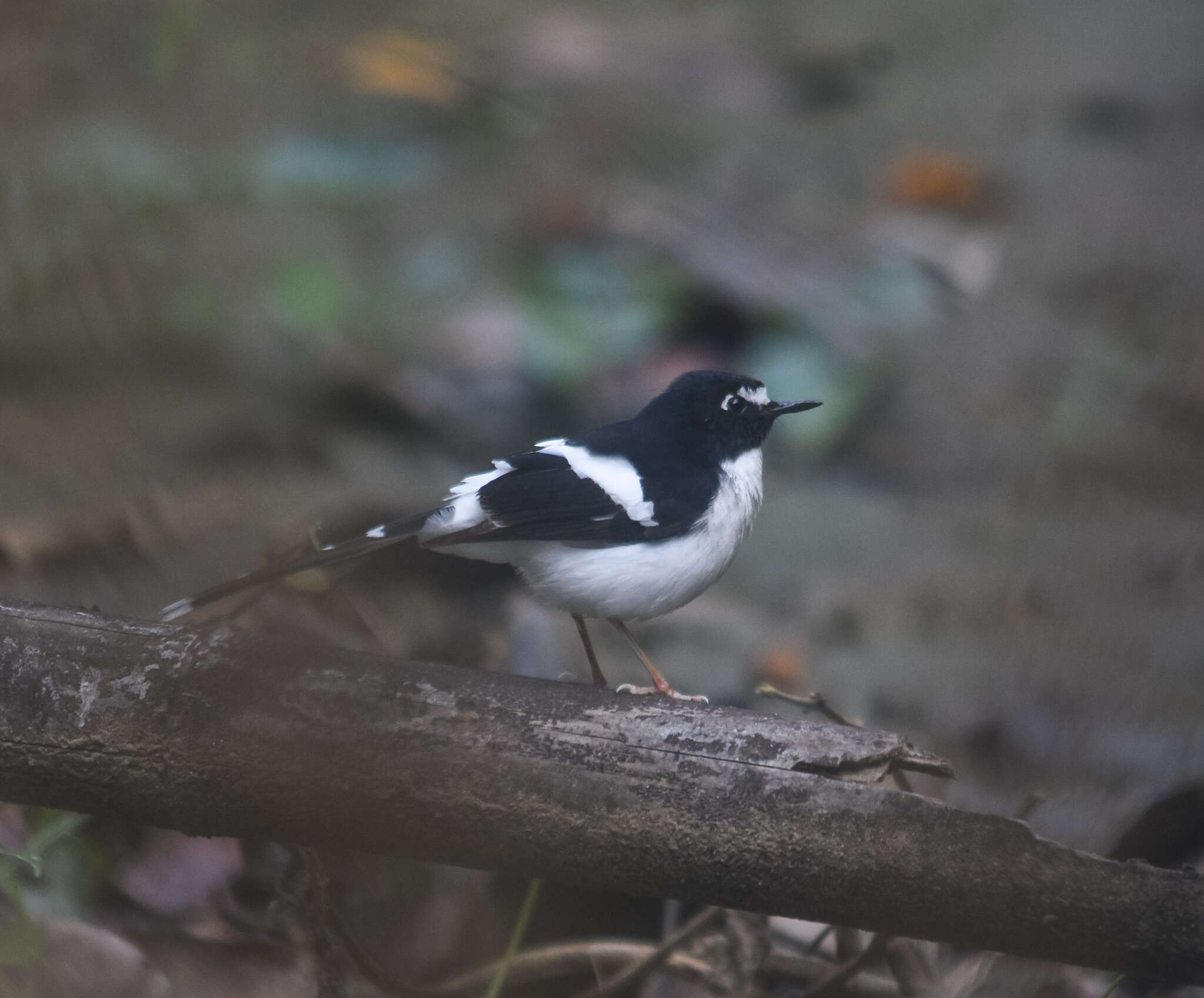 Image of Black-backed Forktail