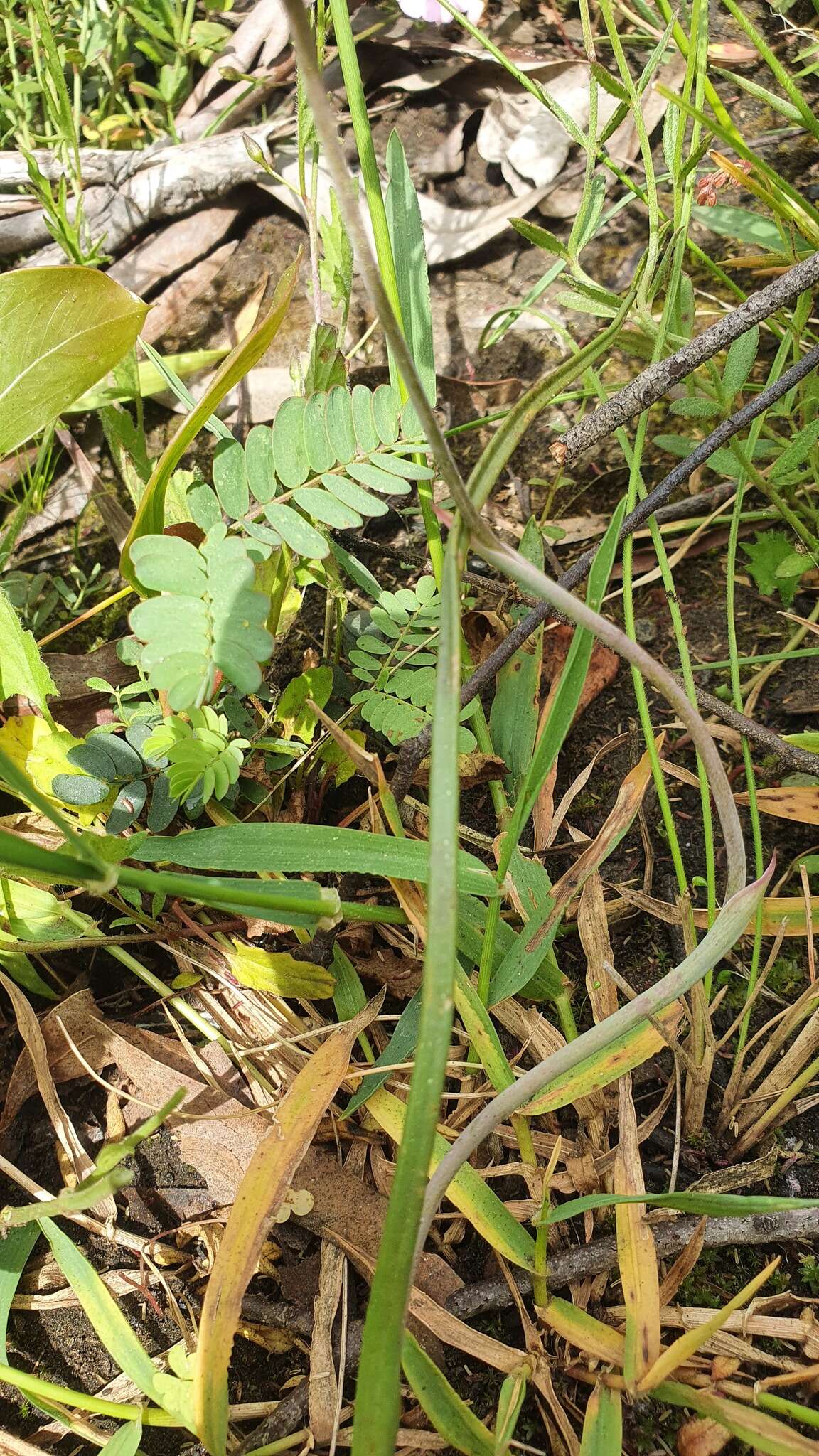 Image of Thelymitra truncata R. S. Rogers