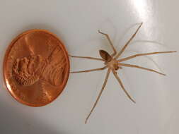 Image of Brown Recluse