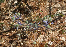 Image de Eryngium tenue Lam.