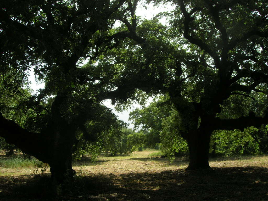 Image of Quercus ithaburensis Decne.