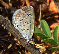 Image of <i>Zizina otis antanossa</i>