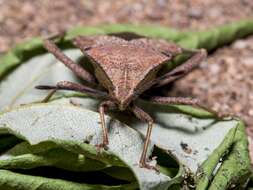 صورة Acroelytrum muricatum Mayr 1865