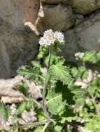 Phacelia rupestris Greene的圖片