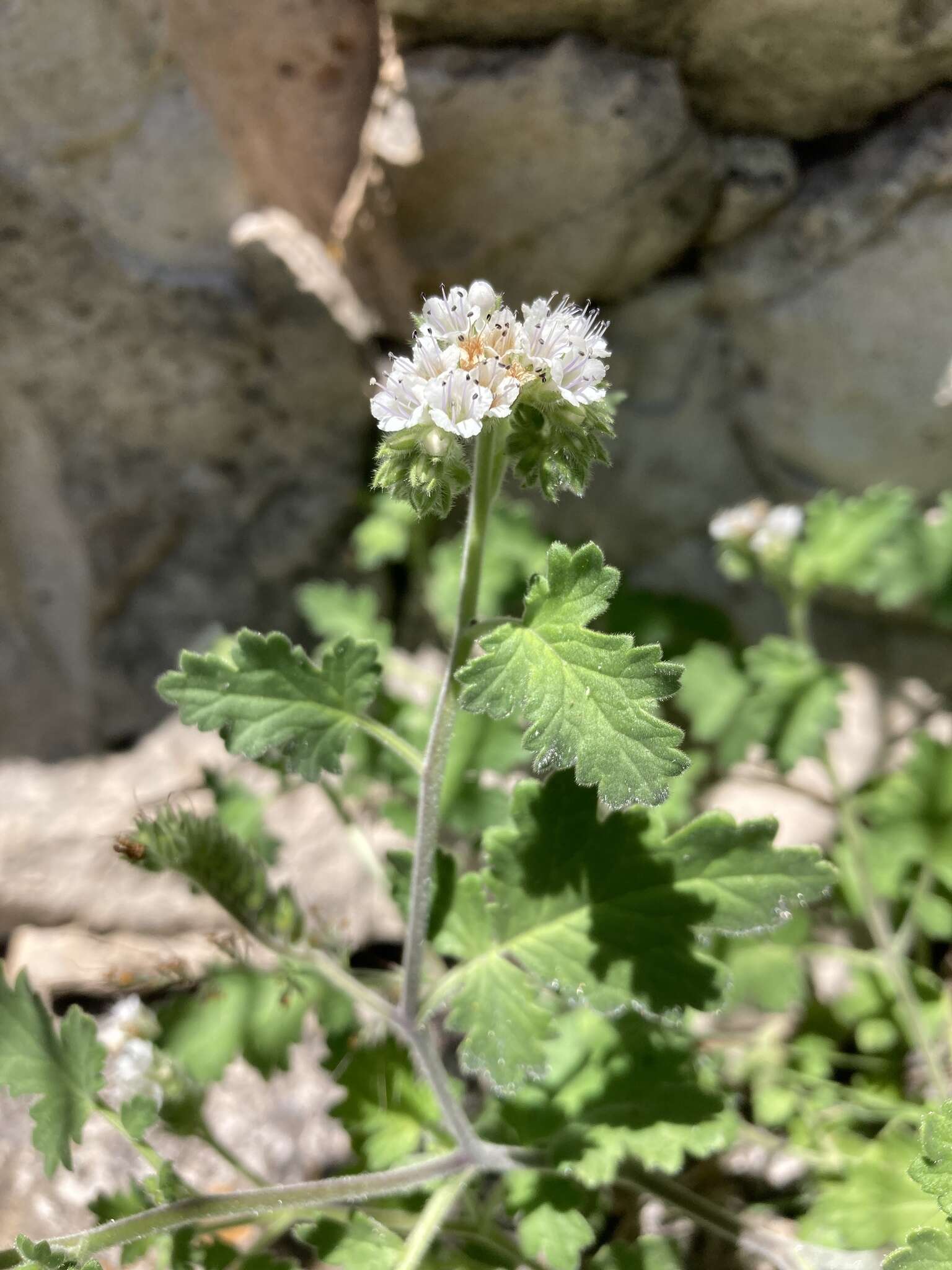 Image of rock phacelia