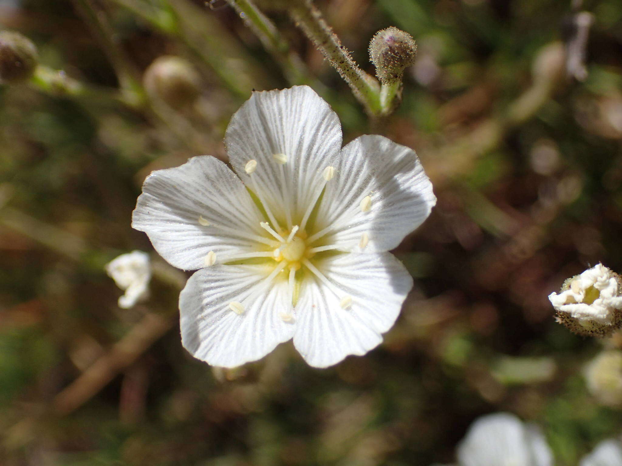 Image of Cherleria capillacea (All.) A. J. Moore & Dillenb.