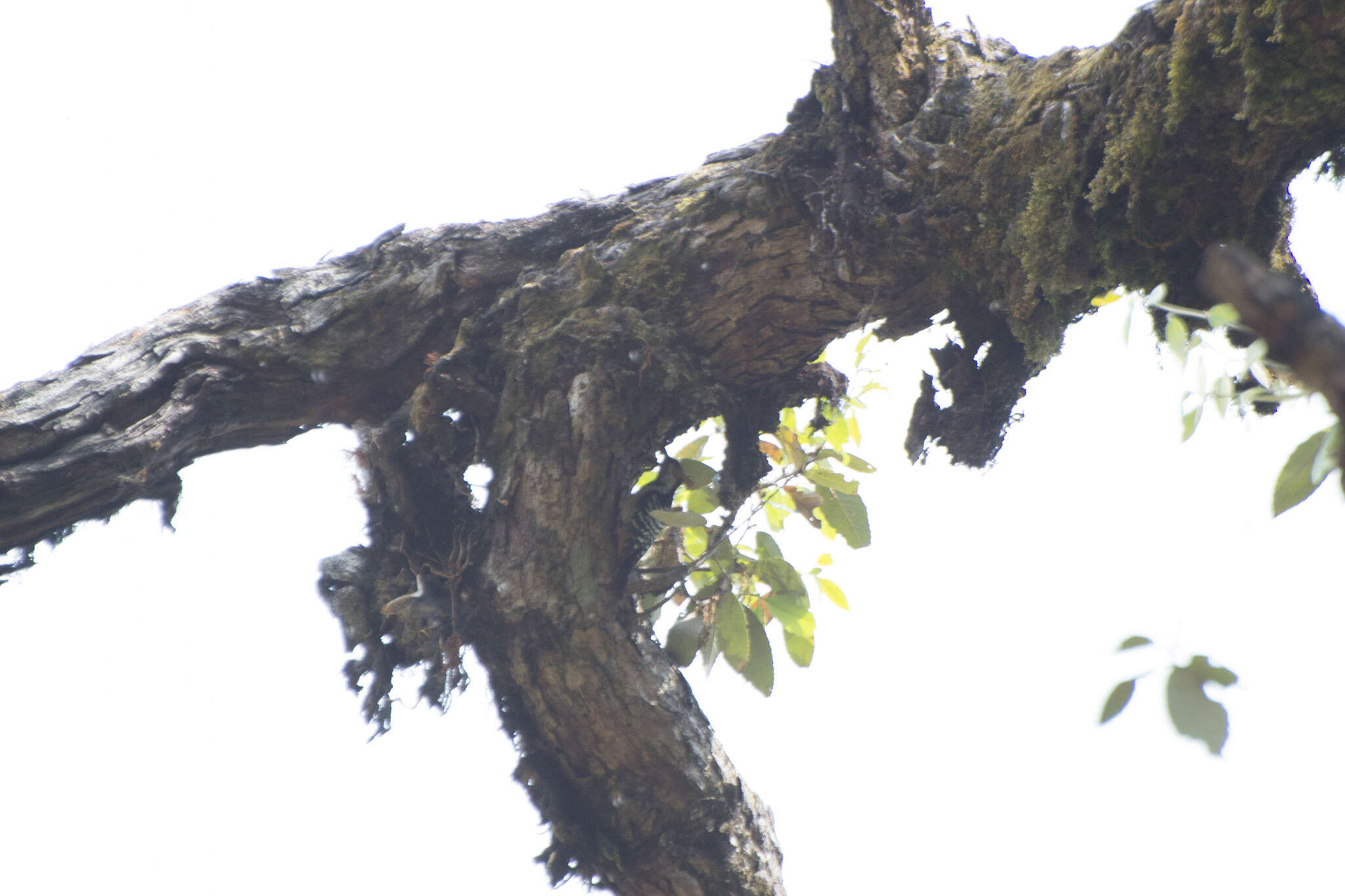 Image of Fulvous-breasted Woodpecker